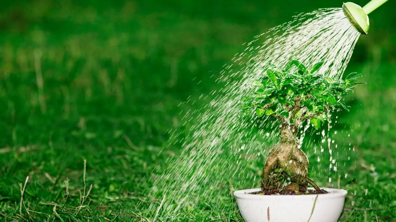 Quante volte bagnare le piante: il trucco per non farle soffrire