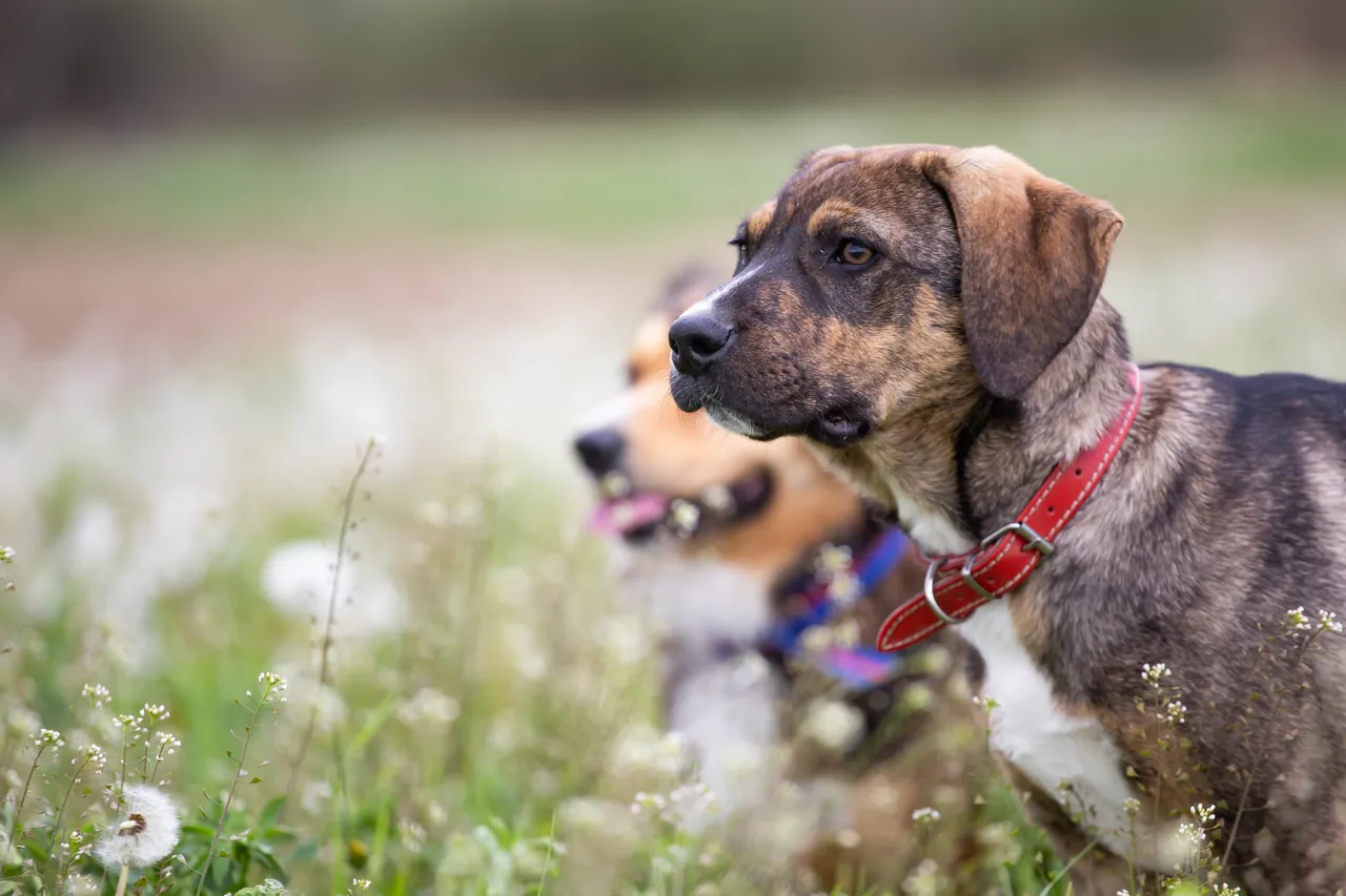 Il trucco naturale per impedire ai cani randagi di fare pipì davanti casa