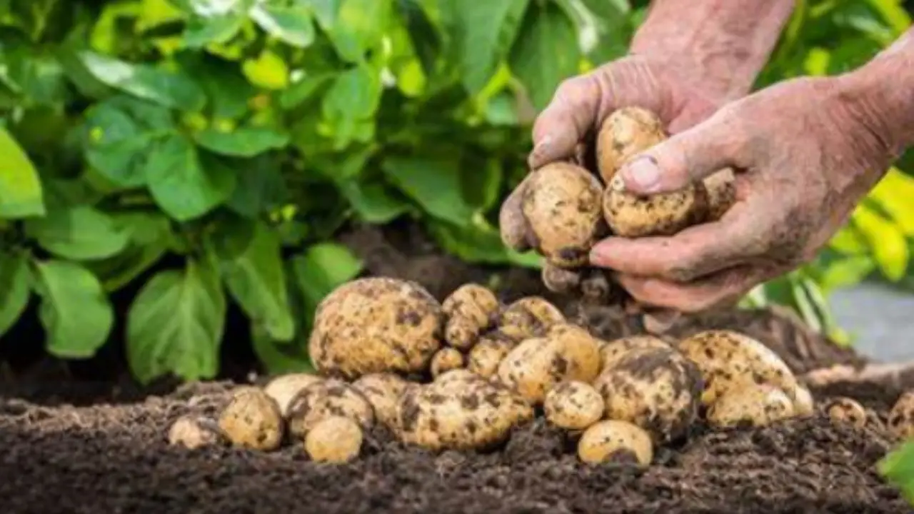 Stai piantando le patate nel periodo sbagliato: ecco quante volte all’anno puoi farlo davvero