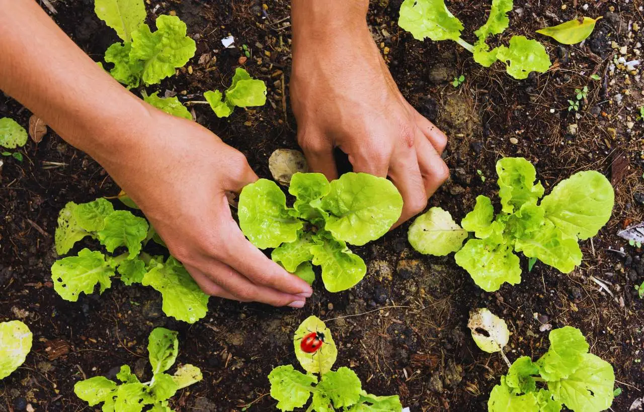 Non sai cosa piantare nell’orto adesso? Ecco le verdure giuste per non sprecare il terreno