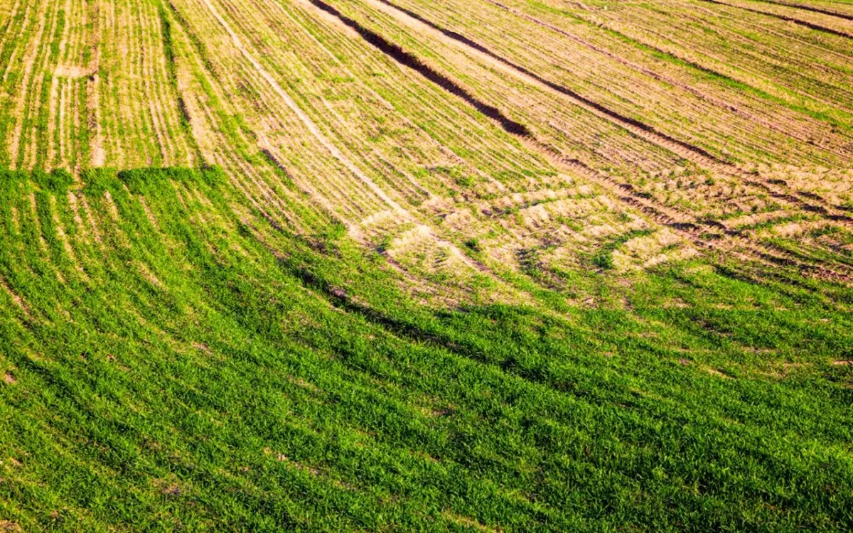Non fare la rigenerazione del prato in questo periodo: ecco quando è essenziale per non distruggere l’erba
